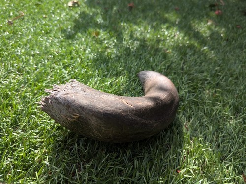 Cow horn one - horn,