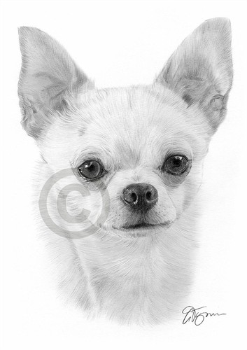 Chihuahua dog artwork - artwork, |