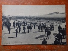 BARNHAM Market, Sussex. Cattle