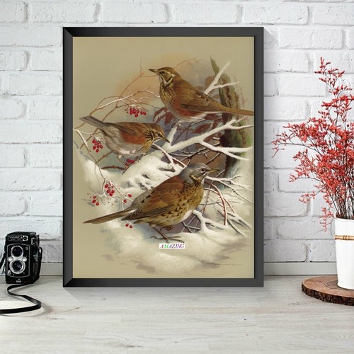 Basil ede british birds - ede:, of