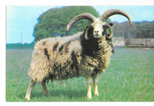 postcard - jacob ram at