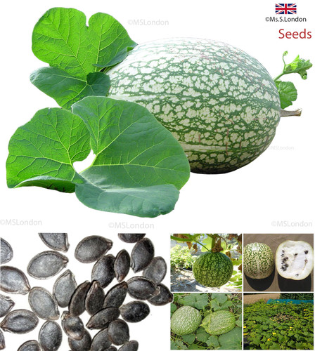 Green striped pumpkin chinese - green, (chinese