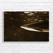 Tropical Sea Fish Lone Shark