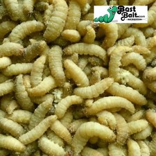 Live Waxworms, Wax worms