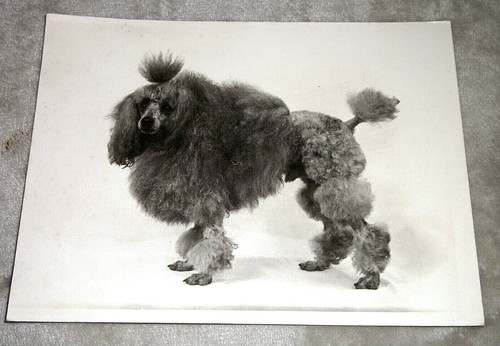 Poodle photograph original - poodle,