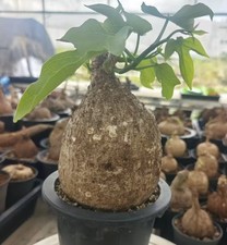 Rare  Adenia viridiflora Random Feature Boutique Garden