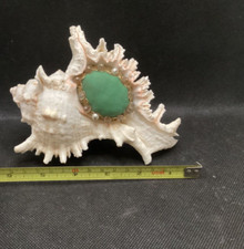 Vintage Spiky Muricidae Sea Shell Pin Cushion
