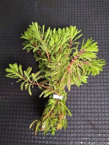 Red stemmed myriophyllum - red,