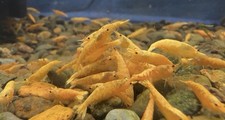 Neocaridina shrimp 1 - neocaridina, 10+1
