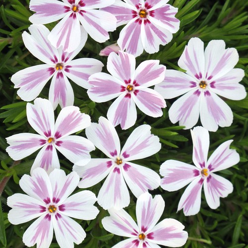 Phlox candy stripe medium - 'candy,