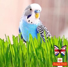 BUDGIE GRASS 1000 SEEDS  MIX GRASS ORGANIC PARROTS BIRDS WHEATGRASS WHEAT