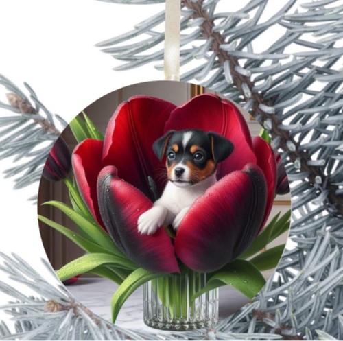 Jack russell dog hanging - jack,