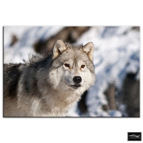 Wolf wildlife animals box - animals,