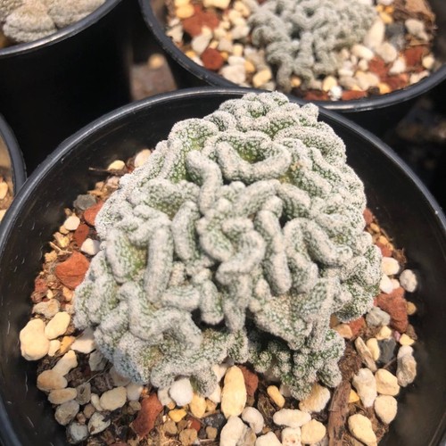 6cm pelecyphora aselliformis - 6cm,