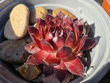 Sempervivum - red Drought