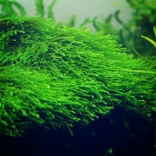 *BUY 2 GET 1 FREE* Java Moss