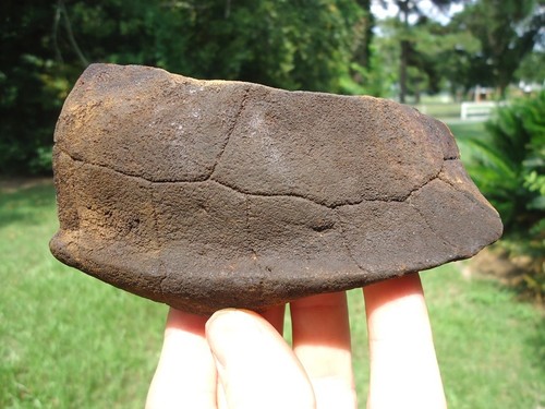 Large section extinct giant - section,
