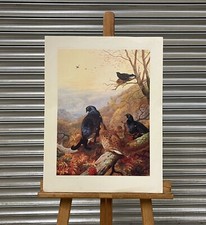Fabulous Limited Edition Print of Grouse by Renowned Artist Archibald Thorburn