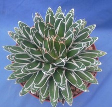 Agave victoria-reginae