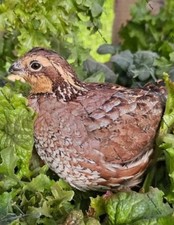 NORTHERN bobwhite quail eggs
