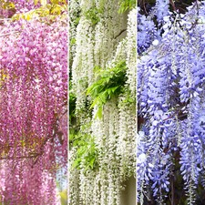 Wisteria Mix - 3 Plants -