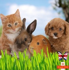 PET GRASS 1000 SEEDS WHEAT MIX WHEATGRASS CAT DOG BUNNY BUDJIE ORGANIC
