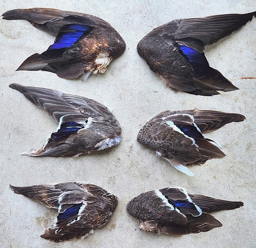 Duck wings pen raised - 6,