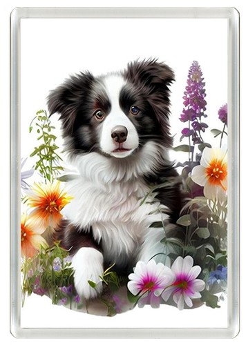Border collie puppy dog - border,