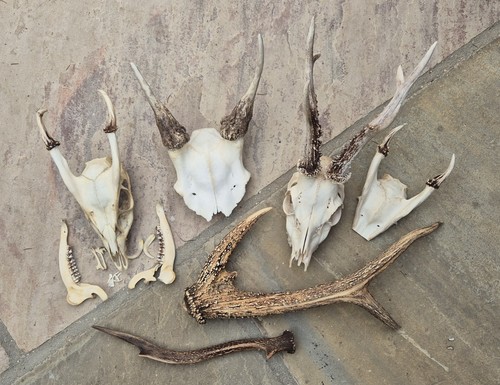 Bundle deer skulls and - bundle,