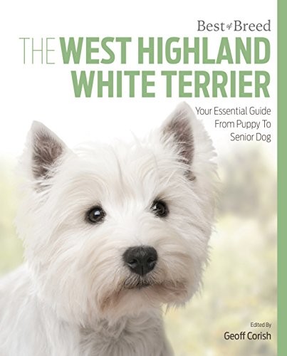 West highland white terrier - white,