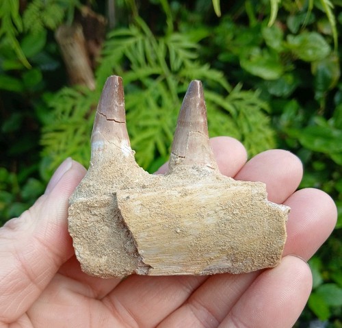 Fossil mosasaur tooth teeth - mosasaur,