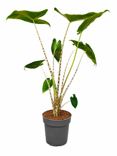 Alocasia zebrina plant approx - zebrina,