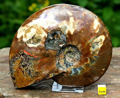 Huge iridescent polished - iridescent,