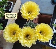 FRESH CACTUS SEED x20 echinopsis ‘WINDIGO x COQUETTE’