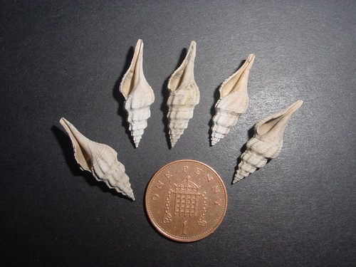 Nice bartonian eocene - v,