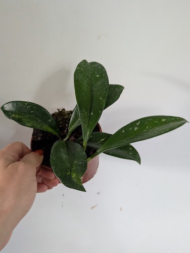 Hoya carnosa stardust - carnosa,