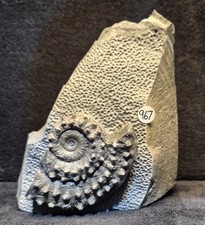 Calcite Jurassic Ammonite