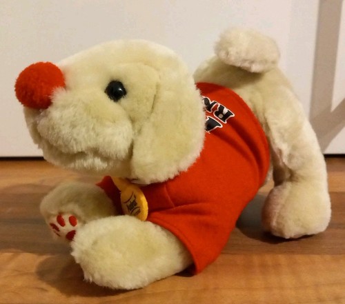 Golden labrador retriever - golden,