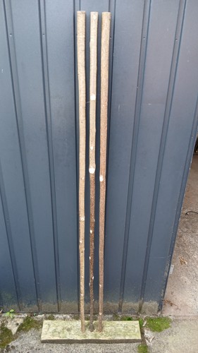 Hazel walking stick shanks - hazel,