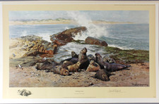 Elephant SEALS David SHEPHERD original limited edition print ocean wildlife