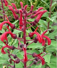 Lobelia tupa - 6.5cm pot for