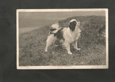 Postcard Dog Japanese Spaniel