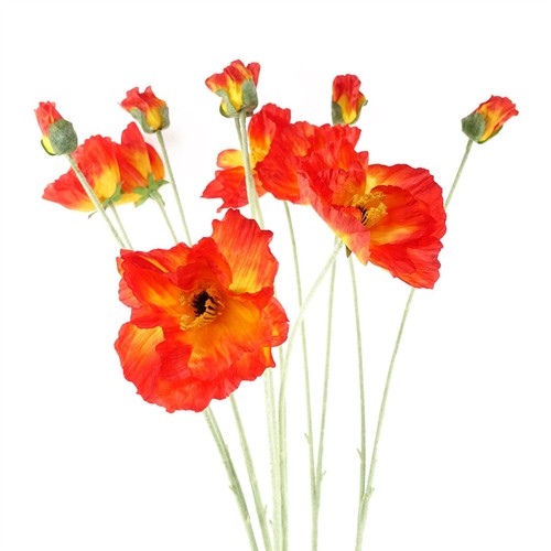 Pack artificial poppy - of,