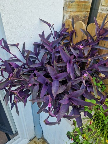 Tradescantia pallida purpurea - pallida,
