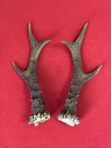 Pair roe deer antlers - of,