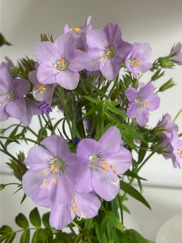 Polemonium caeruleum norwood - polemonium,
