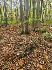 KMCS V2 Woodland base Fully Crafted Ghillie Suit -Size XL/XXL