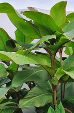Canna Musifolia Garden Plant