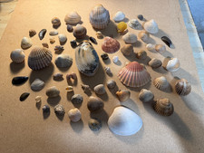 60 british seashells, of 35