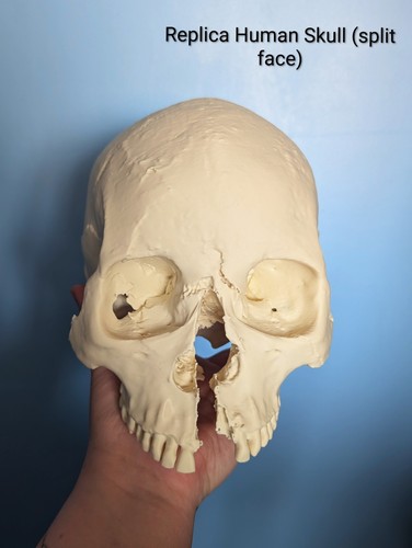 Replica human skull with split - replica,